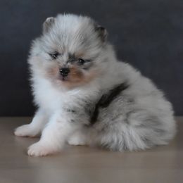 Australian Shepherd and Pomeranian Puppies from Sandy Aussies & Pomeranians