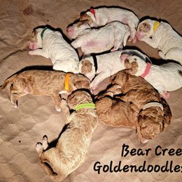 Goldendoodle Puppies from Bear Creek Goldendoodles