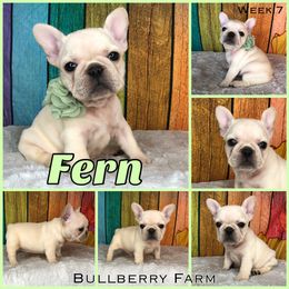 Bulldog Puppies from Bullberry Farm