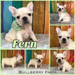 Bulldog Puppies from Bullberry Farm
