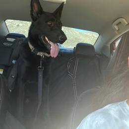 Caliber - Black male German Shepherd puppy in Descanso, California from KVA Shepherds