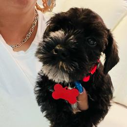 Scar - Black and silver male Miniature Schnauzer puppy in Lehigh Acres, Florida from Regency Schnauzer