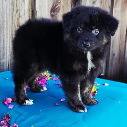 Audi - Black tri male Miniature Australian Shepherd puppy in Stevinson, California from Aussies De Linares