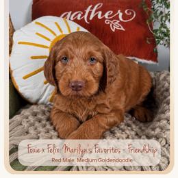 Friendship - Red  male Goldendoodle puppy in Waterford, Michigan from Oh My Doodness!