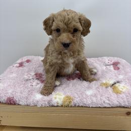 Indie - Apricot female Goldendoodle puppy in Rising Sun, Indiana from Ruby Lane Doodles