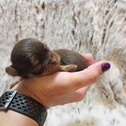 Clarice chocolate, tan boy - Chocolate and tan male Chihuahua puppy in Richmond, Virginia from Breens