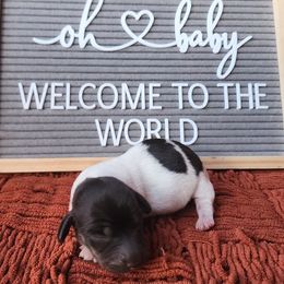 Big boy - Piebald male Dachshund puppy in Port Orchard, Washington from Haus of Wiener Schnitzel