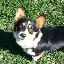 Darla - Pembroke Welsh Corgi