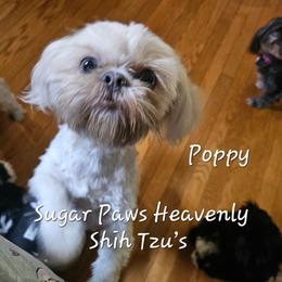 Poppy - Shih Tzu