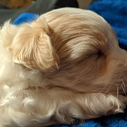 Maltese, Maltipoo, and Poodle Puppies from MountCarmelPuppies