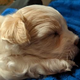 Maltese, Maltipoo, and Poodle Puppies from MountCarmelPuppies