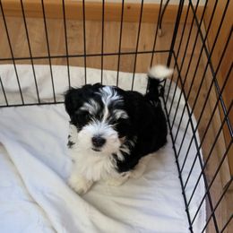 Havanese Puppies from Hoodview Havanese