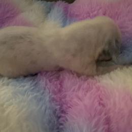 Zeve - White and black female Dalmatian puppy in Fort Cavasos, Texas from Mainstreet Dalmation
