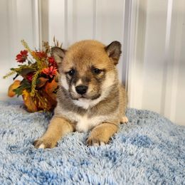Tess - Sesame female Shiba Inu puppy in Illinois from Precious-Puppies