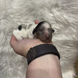 Dachshund puppies from Happily Ever After’s Puppies