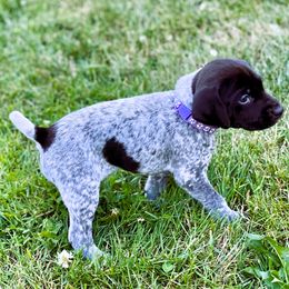 German Shorthaired Pointer Puppies from MaggieMae Andersen