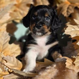 James Dean - Tri-color male Double Doodle puppy in Prescott Valley, Arizona from Ramirez Family Doodles