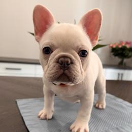 Cream (Orange Collar) - Cream male French Bulldog puppy in Smithfield, North Carolina from Roughneck Frenchies