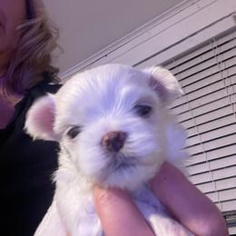 AKC Male 2 - White male Maltese puppy in Wilson, New York from Maltese By Valerie