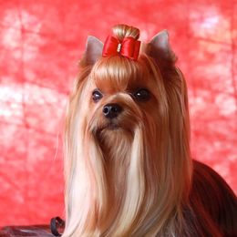 Yorkshire Terriers from Jeni-Lane's  Yorkshire Terriers