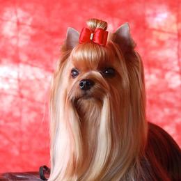 Yorkshire Terriers from Jeni-Lane's  Yorkshire Terriers