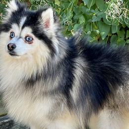 Pomskies from Mini Pomskies of Ohio