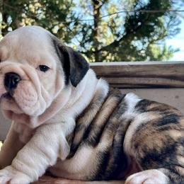 Peach - Brindle female Bulldog puppy in Ranger, Texas from Select Bulldogs