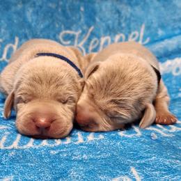 Blue Collar - Silver gray male Weimaraner puppy in Kentucky from Willow Ridge Kennel