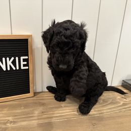 Goldendoodle Puppies from Jonesin for Doodles