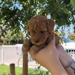Hip hoppin - Red  male Poodle puppy in Bakersfield, California from Underground kennels