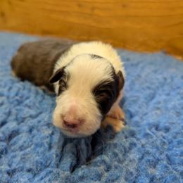 AKC Red Boy - Red male Border Collie puppy in Noble, Oklahoma from CheckItOut Border Collies