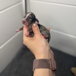 Toadette - Dapple female Dachshund puppy in Oklahoma City, Oklahoma from Barrett’s Doxie Farm