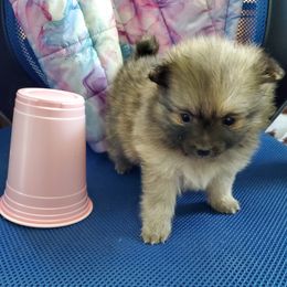 Jade - Beaver sable female Pomeranian puppy in Bellevue, Iowa from Fluffy Wonders Poms and Doodles