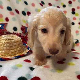 Girl 2 AKC 3995 (Light Pink Collar) - Cream female Dachshund puppy in Ocala, Florida from Island Farms Mimi’s Dachshunds Florida