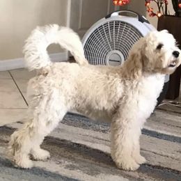 Goldendoodle Puppies from Melodies Daytona Doodles