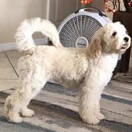 Goldendoodle Puppies from Melodies Daytona Doodles