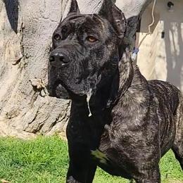 Freya - Cane Corso