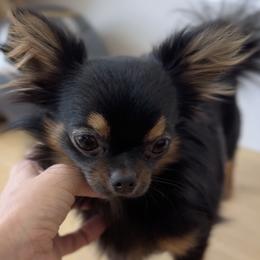 Joey - Mi-Ki
