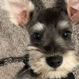 Miniature Schnauzers from Nikkis Minis