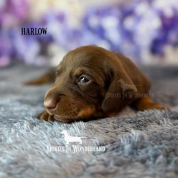 Lavender - Chocolate and tan female Dachshund puppy in Rainier, Oregon from Doxies in Wonderland