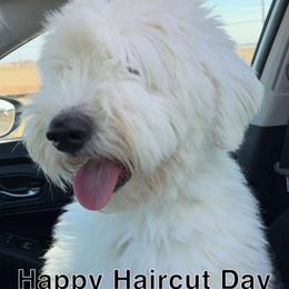 Aussiedoodle, Old English Sheepdog, Poodle, and Sheepadoodle All Grown Up from Iowa's Doodle Co.