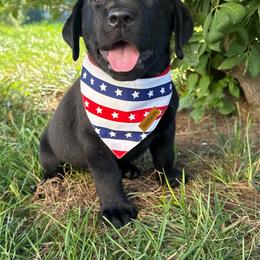 Biffy - Black female Labrador Retriever puppy in Angola, Indiana from Reniers Labrador Retrievers