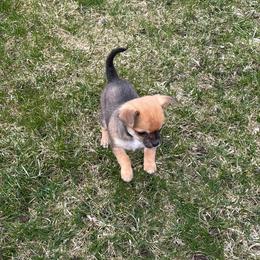 Chihuahua Puppies from Cloud9 Chihuahuas