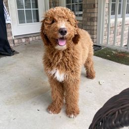 Labradoodle Puppies from Harmony Doodles