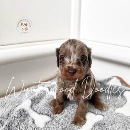 Everest - Mr. Teal - Chocolate merle male Bernedoodle puppy in Tomball, Texas from Wynterwood Doodles