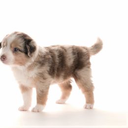 Australian Shepherd Puppies from Polkaussies