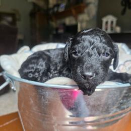 Zach - Black male Cavapoo puppy in Blackfoot, Idaho from Draper Mountain Doodles