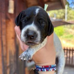 Spearmint - light green collar - Black roan female German Shorthaired Pointer puppy in Mokelumne Hill, California from Underhill GSP