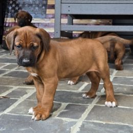 Ruff - Rd whtn blk nose male Rhodesian Ridgeback puppy in Gaffney, South Carolina from Circle D Farms
