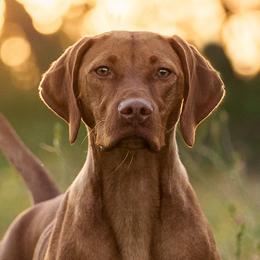 Sip - Vizsla